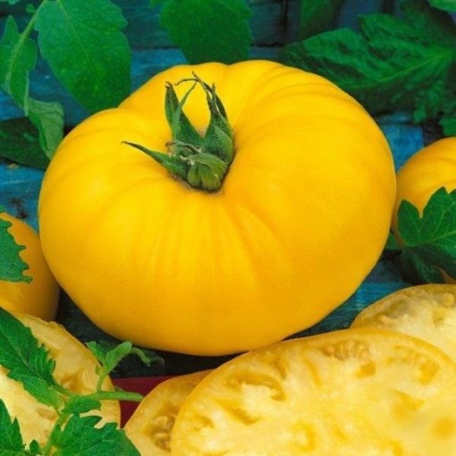 Giant Belgium Yellow Tomato Seeds