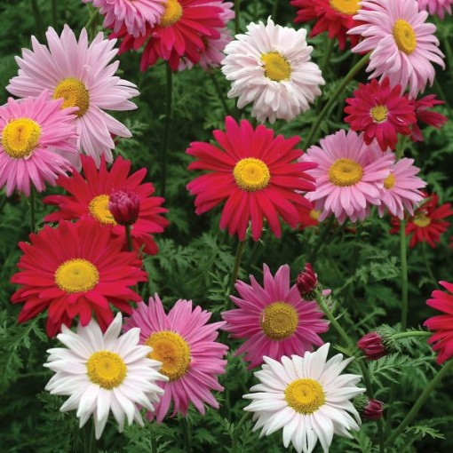Painted Daisy Pyrethrum Seeds