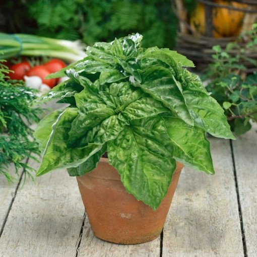 Lettuce Leaf Basil Seeds