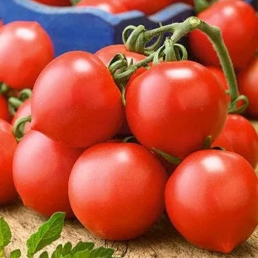 Riesentraube Tomato Seeds