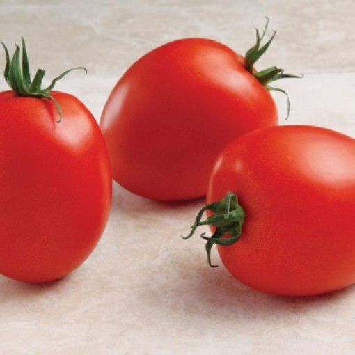 Namib Tomato Seeds