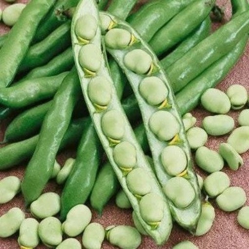 Broad Windsor Fava Bean Seeds
