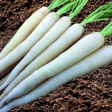 Lunar White Carrot Seeds