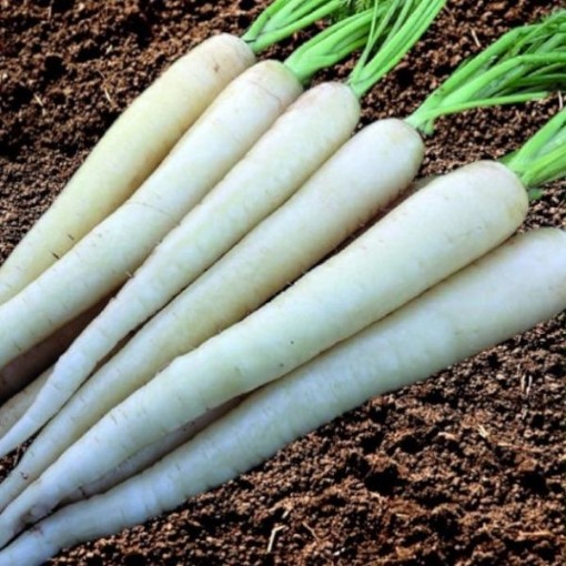 Lunar White Carrot Seeds