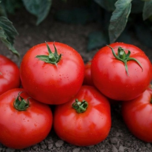 Mountain Gem Tomato Seeds