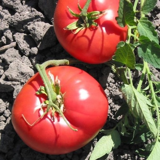 Missouri Pink Love Apple Tomato Seeds