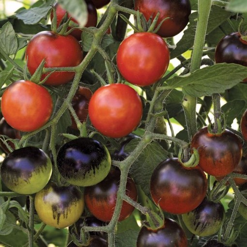 Midnight Snack Tomato Seeds