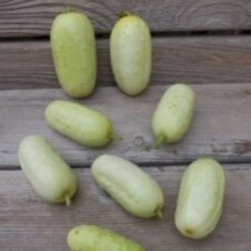 North Carolina Heirloom Cucumber Seeds