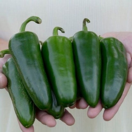 Park's Whopper Jalapeno Pepper Seeds