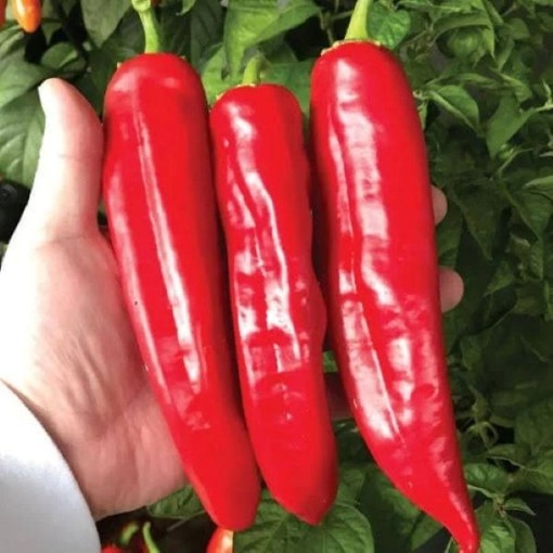 Big Jim Pepper Seeds