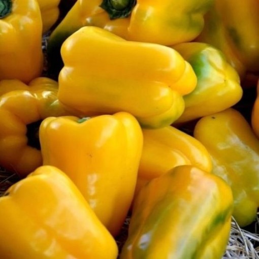 Quadrato d'Asti Giallo Pepper Seeds