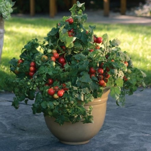 Little Bing Tomato Seeds