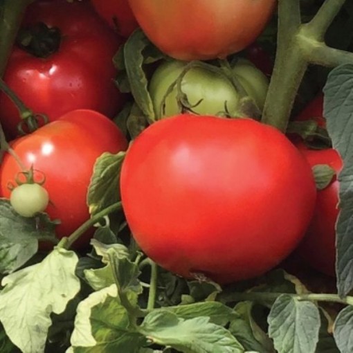 Loretta Tomato Seeds