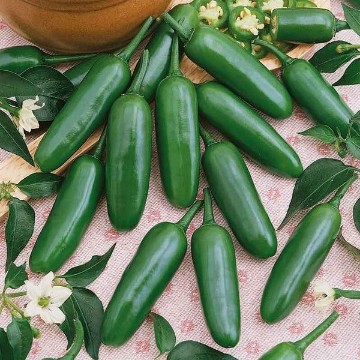 Serrano Pepper Seeds