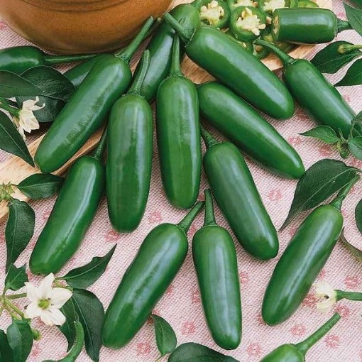 Serrano Pepper Seeds