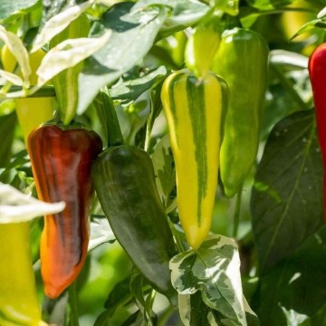 Multi-Color Hot Peppers | Reimer Seeds