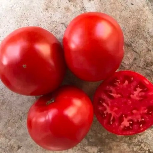 Laguna Red Tomato Seeds