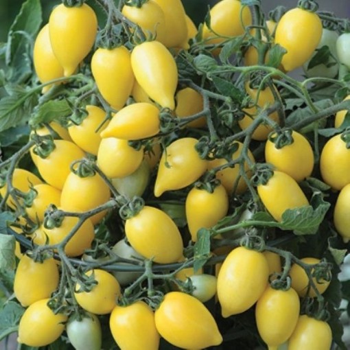 FunnyPlums Creamy Yellow Tomato Seeds