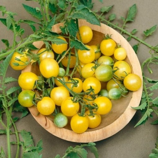 Fire Fly Tomato Seeds