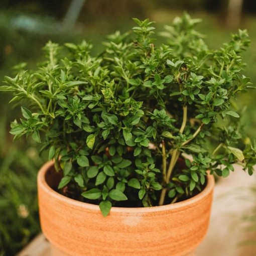Fino Verde Basil Seeds