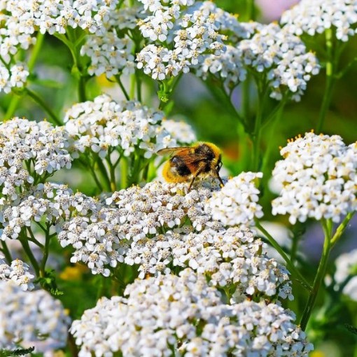 Yarrow Seeds