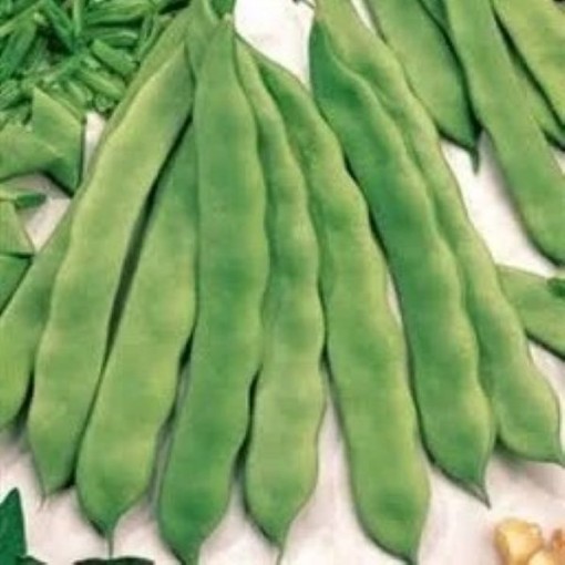 Bush Romano Bean Seeds