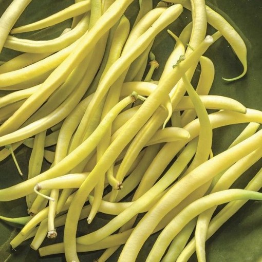 Rocdor Bean Seeds