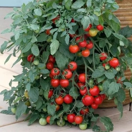 Tumbler Tomato Seeds