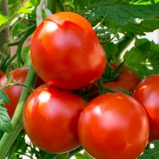 Walter Tomato Seeds