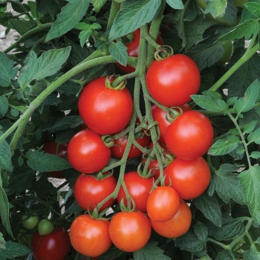 Mountain Magic Tomato Seeds