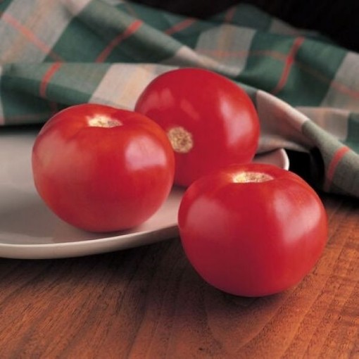 Bobcat Tomato Seeds