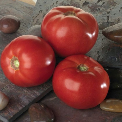 Bella Rosa Tomato Seeds