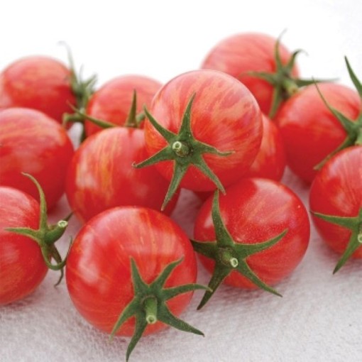 Pink Bumble Bee Tomato Seeds