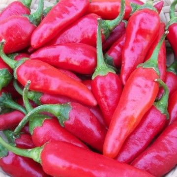 Martin's Carrot Pepper Seeds