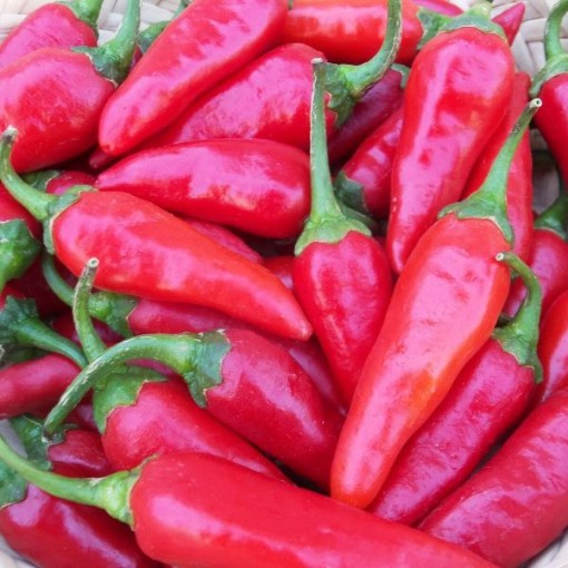 Martin's Carrot Pepper Seeds