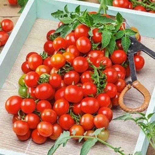 Small Red Cherry Tomato Seeds