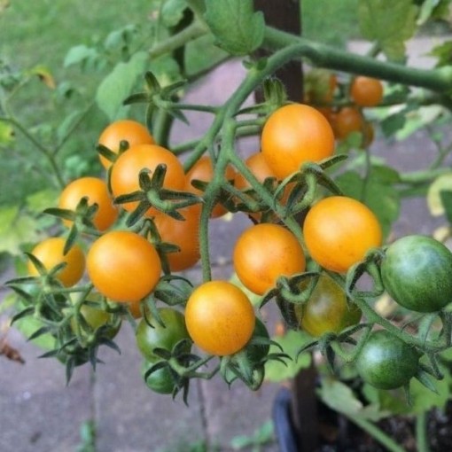 Wild Galapagos Yellow Tomato Seeds