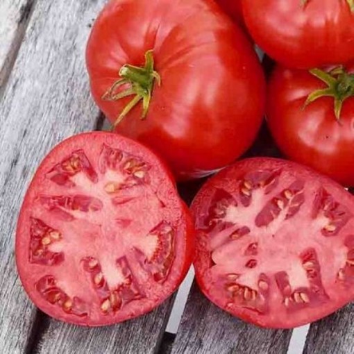 Wayahead Tomato Seeds