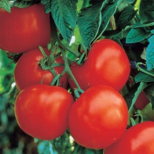 Ultimate Opener Tomato Seeds