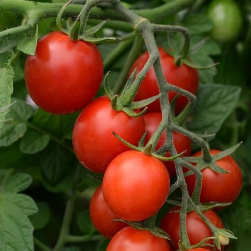 Tidy Treats Tomato Seeds