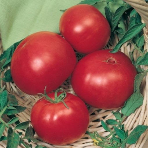 Wins All Tomato Seeds
