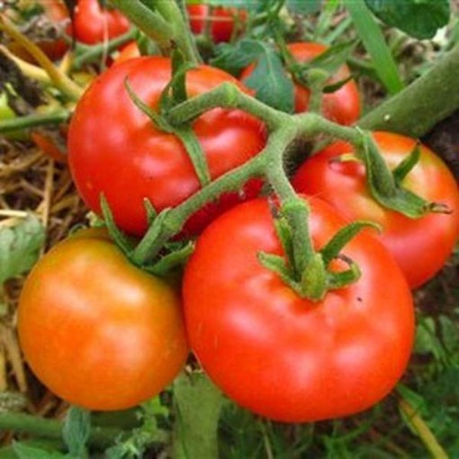 Manapal Tomato Seeds