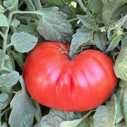 Tappy's Finest Tomato Seeds	