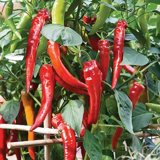 Cowhorn Pepper Seeds