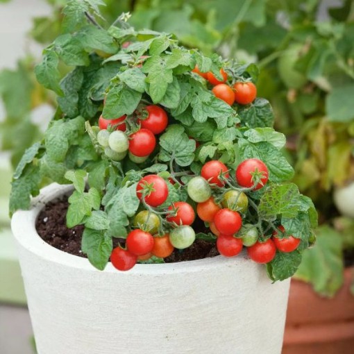 Red Robin Tomato Seeds