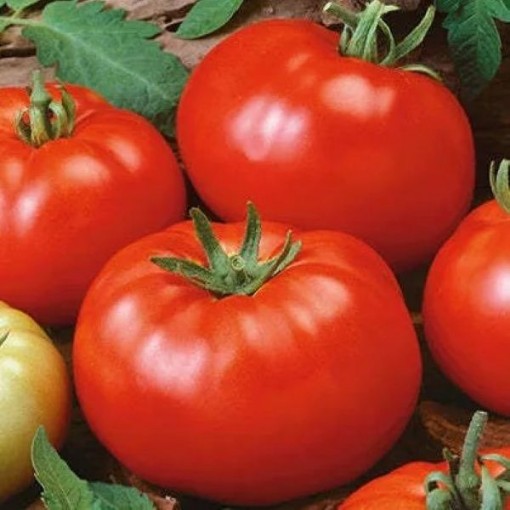 Brandywine Landis Valley Tomato Seeds