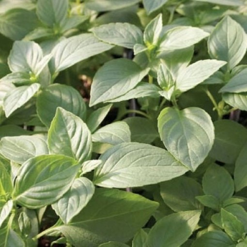 Mrs Burn's Lemon Basil Seeds