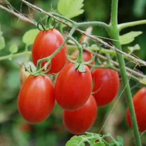 Sweet Olive Tomato Seeds