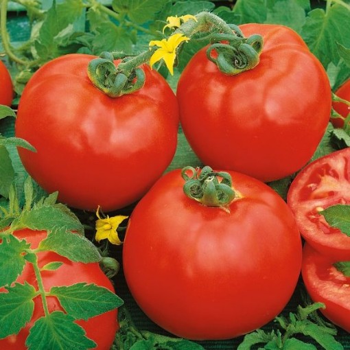 Scotia Tomato Seeds