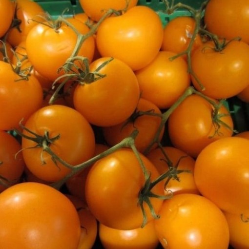 Cerise Orange Tomato Seeds